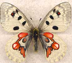 Parnassius a. wiskotti aberrant (Internet Image property of respective owner, non-commercial use only)